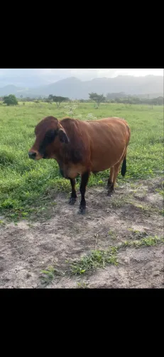 Vende-se mini vaca 