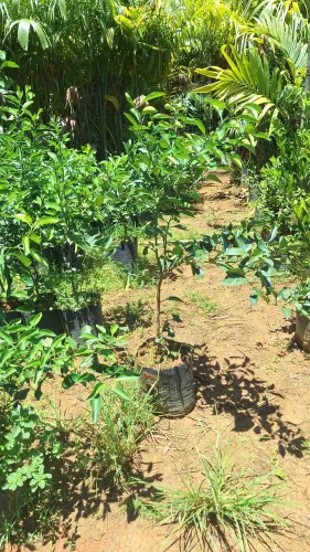 Mudad de ponkan e laranja