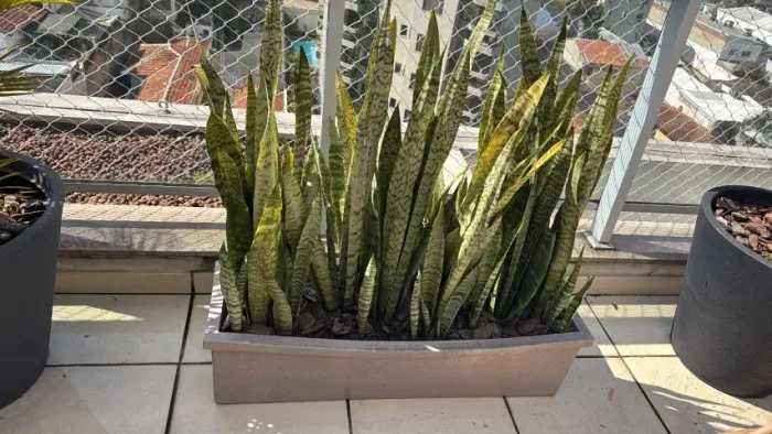 Jardineira com Espadas de São Jorge