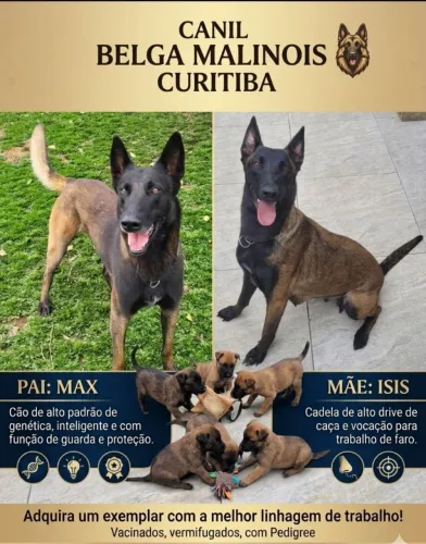Filhotes Pastor Belga Malinois