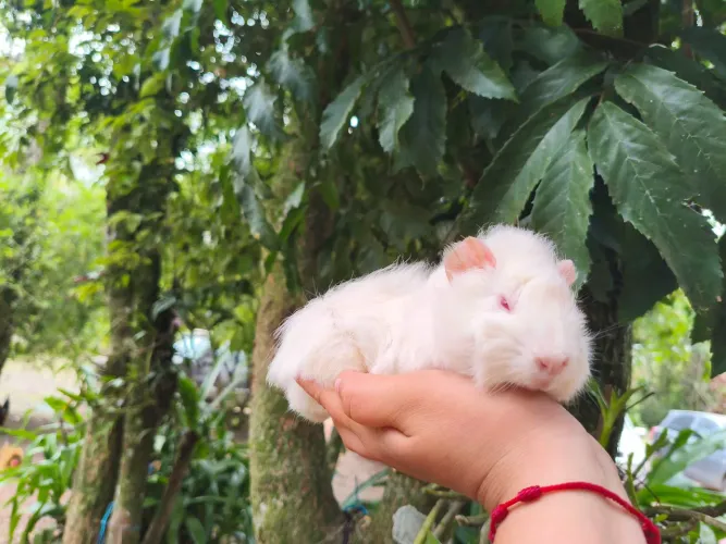 Porquinho da índia