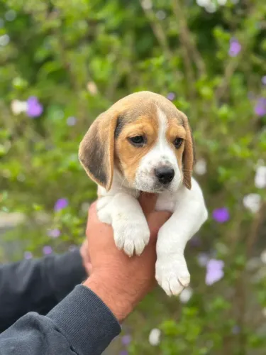 Beagle tricolor 13 Polegadas.