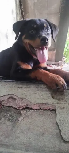 Rottweiler fêmea 