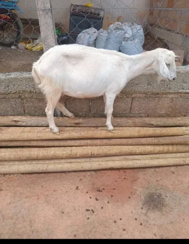 cabrita