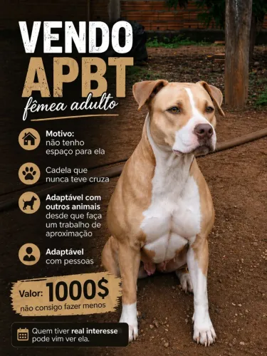 Pitbull 