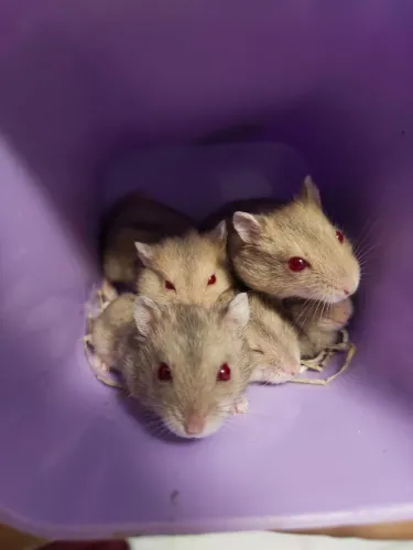 Filhote Hamster Anão Russo 