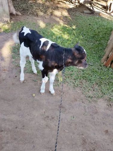 Vendo terneiro para enxertar 