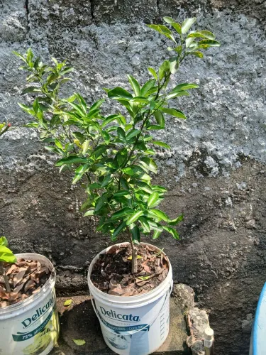 Tangerina Pokan