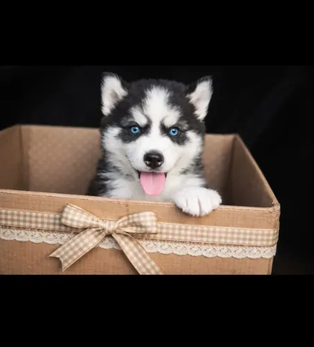 Husky siberiano filhotinho