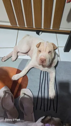 Cachorro 