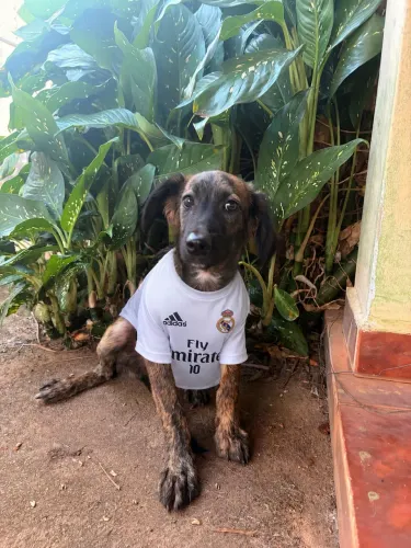 Adote o Oliver