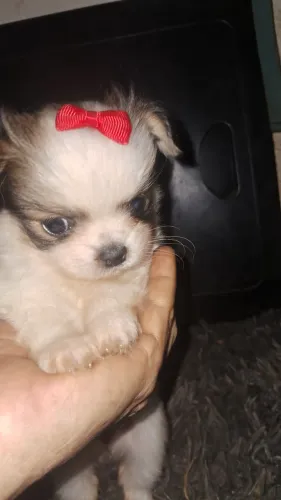 Menininha mini