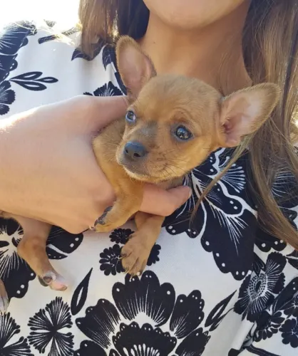 Pinscher fiel