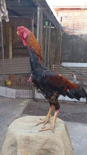 Galinhas e pintos bico curto 