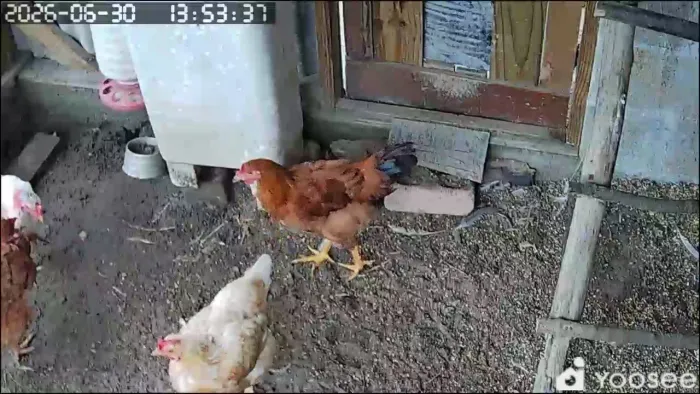 Frango / Galo