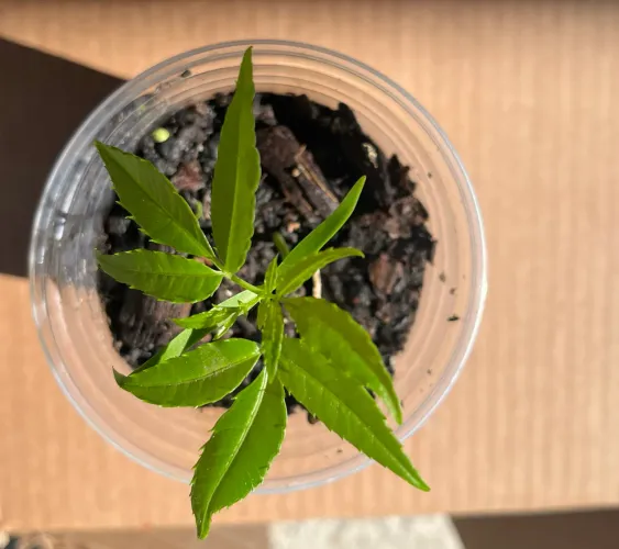 Cajarana: Muda jovem 15 a 20 cm, produza na sua residência frutos saborosos!
