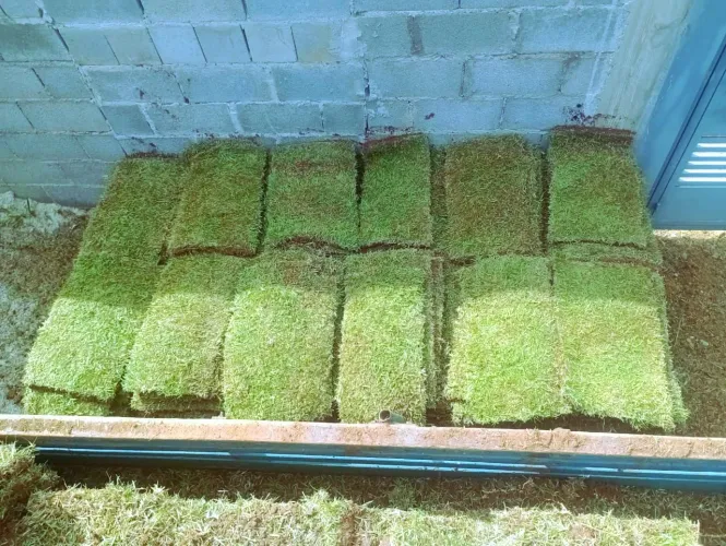 Grama Direto da Fazenda