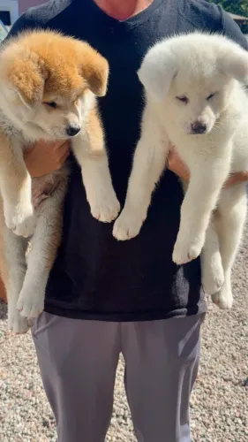 Filhote de Akita disponível pronta entrega 
