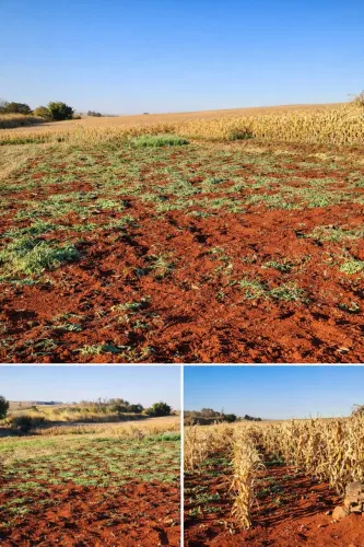Chácara 2.200m² em Água Boa PR - Próximo a Maringá