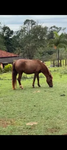 Vendo egua boa de gestação