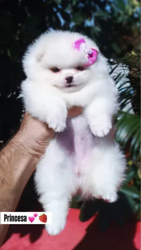 Spitz alemão anão 