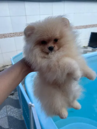 Filhotes de Lulu da Pomerania