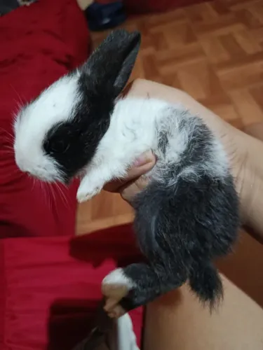 Vende-se coelhinho valor r$ 40