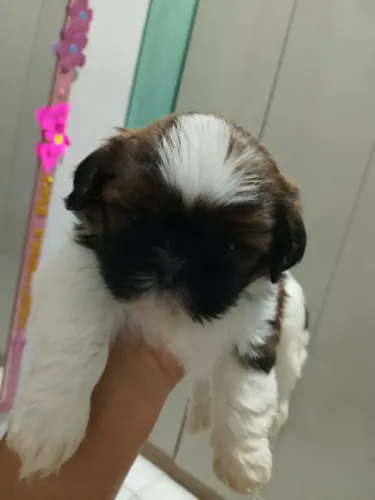 Filhotes Shih Tzu