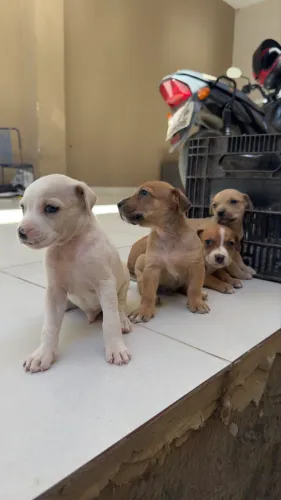 Doação cachorros machos 