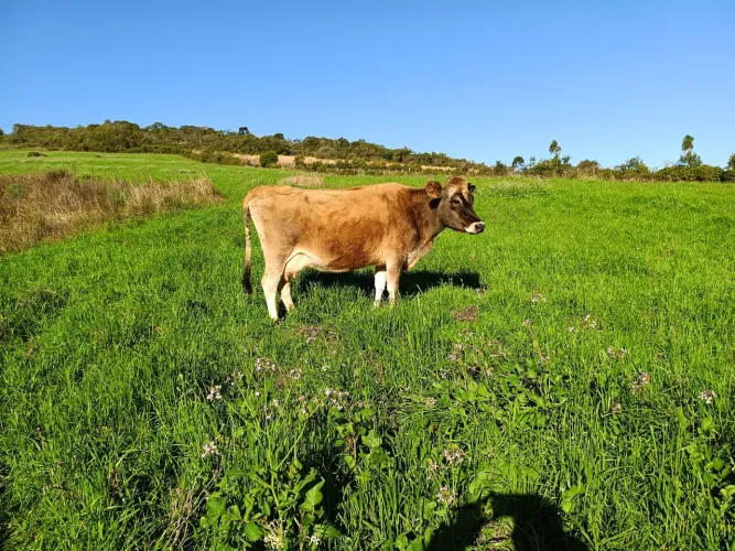 2 Vacas gersey
