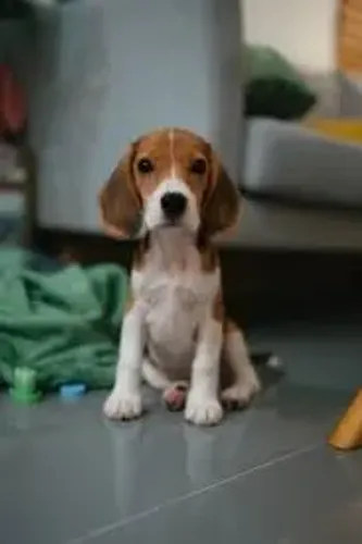 beagle Amor em dose dupla