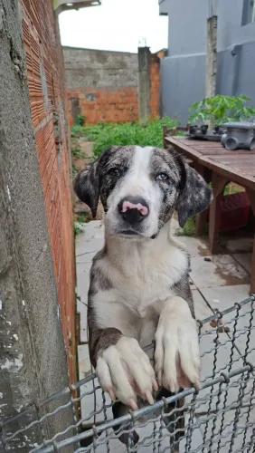 Doasse cachorro