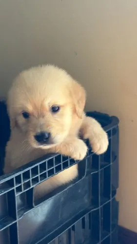 Golden retriever filhote lindo e super familia 