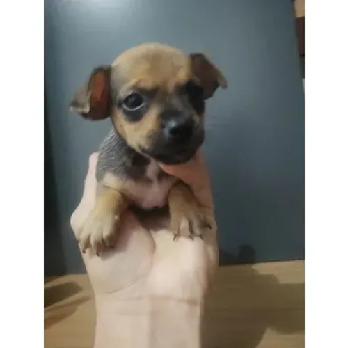 bem pequenos e espertos 