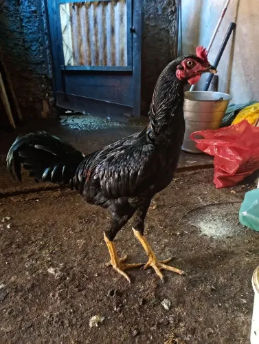 Galo de raça poedeira 