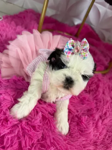 Shih Tzu fêmea miniaturas leia a descrição do anúncio