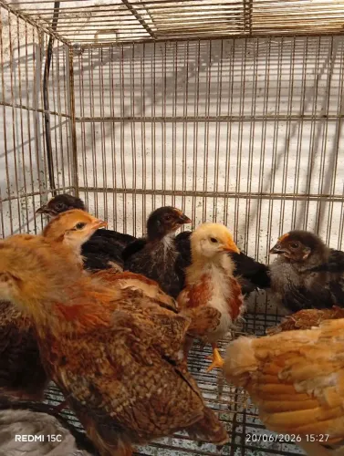 Pintinhos Embrapa 51 e PCG (ovos coloridos)