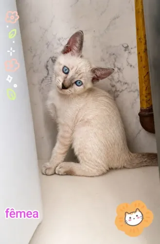 Adoção responsável gatinha