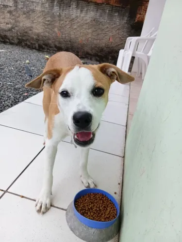 Doação cachorra dócil, castrada e vacinada 