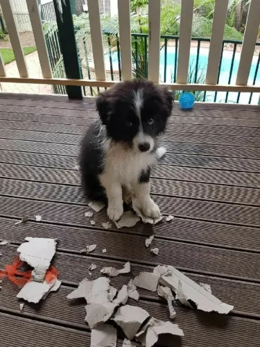 Filhote Border Collie Macho Companheiro pegue o seu