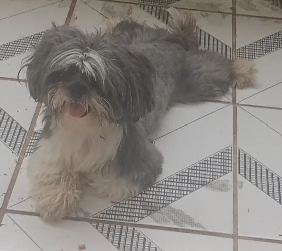 Estou doando shiltson macho