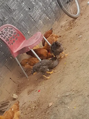 8 Pintinhos para vender, galinhas