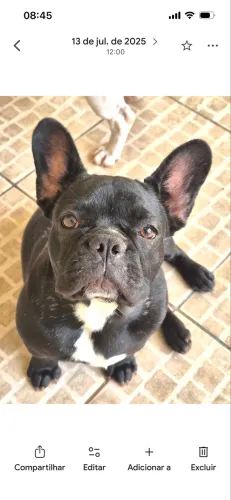 Venda Casal Buldogue francês