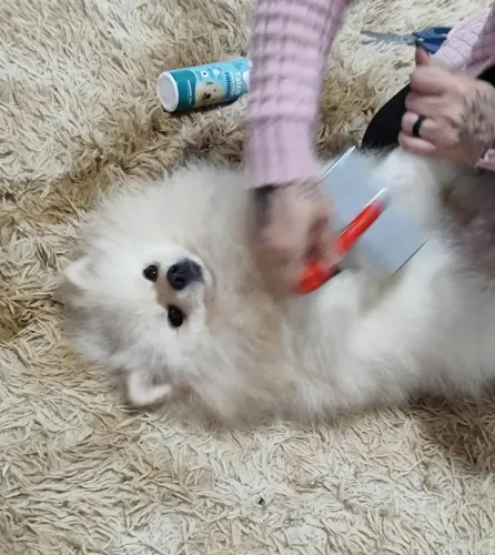 Lulu da Pomerânia