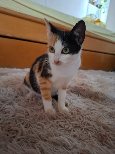 Gatinha para Adoção Responsável 