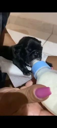 Pug fêmea