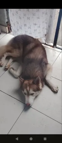 Cachorro Husky Siberiano