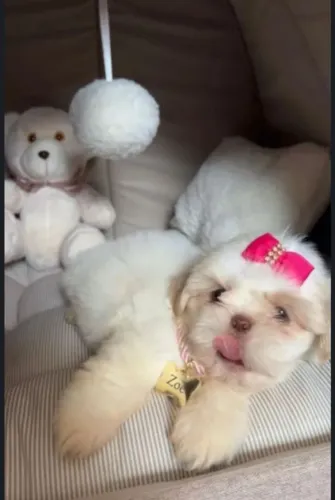 Filhotes de Shih-tzu miniatura