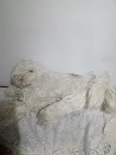 Gato de Pelúcia 