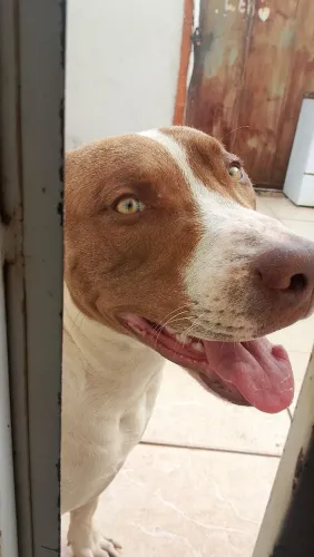 Doação Pitbull